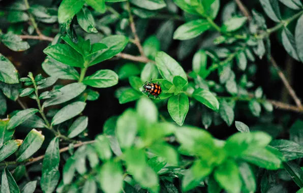 Leaves, beetle, green