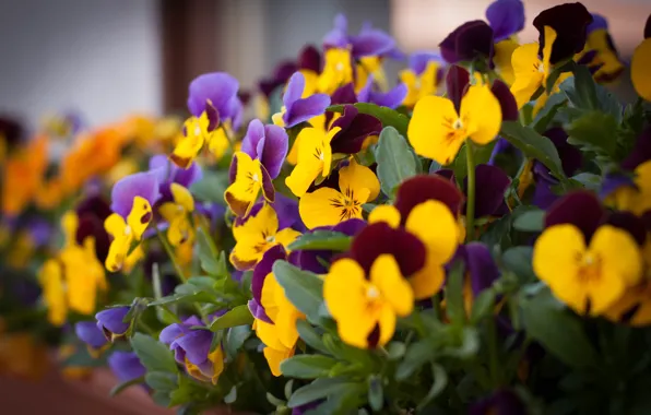 Flowers, yellow, Pansy, flowerbed, lilac, bokeh, violet, Burgundy