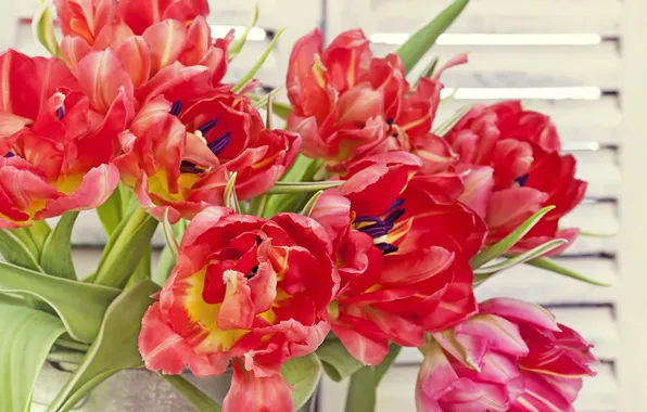 Tulips, red, buds, closeup