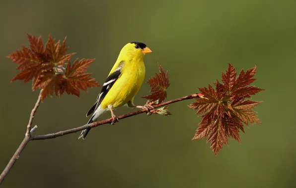 Picture leaves, bird, focus, branch, yellow, carved