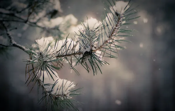 Winter, snow, tree, branch