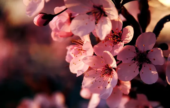 Macro, flowers, cherry, branch, spring, Sakura, pink, flowering