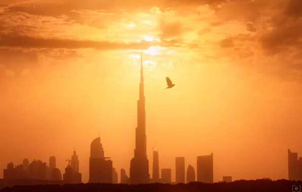 Light, the city, bird, morning, Dubai, UAE