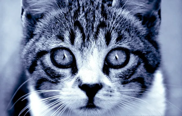 Picture cat, eyes, look, predator