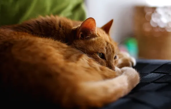 Picture cat, cat, look, lies, red