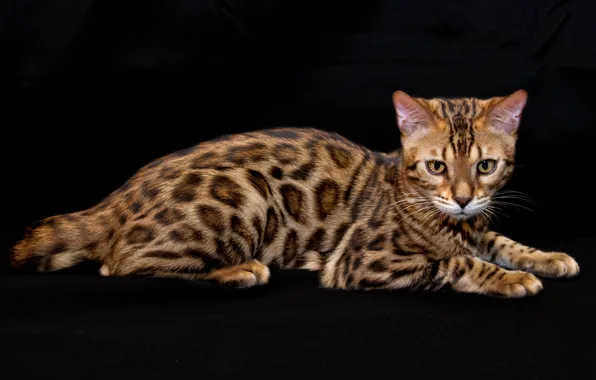 Picture pattern, breed, Bengal