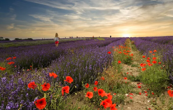 Field, summer, the sky, flowers, Maki, girl, red, lavender