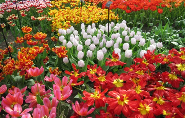 Flowers, garden, tulips, Netherlands, colorful, Keukenhof, Lisse
