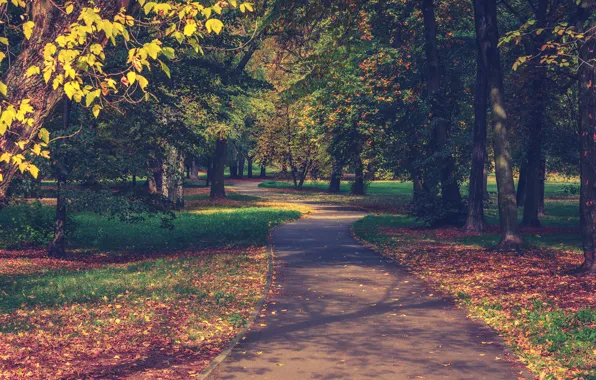 Autumn, grass, leaves, the sun, trees, Park, track, alley