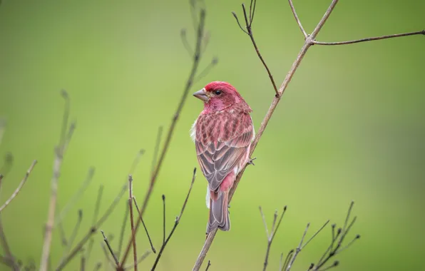 Picture branches, background, small, bird