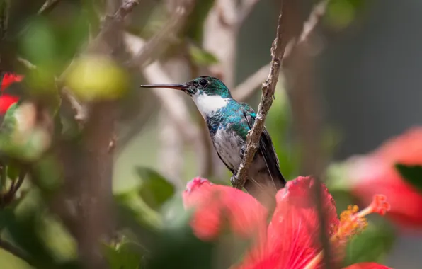Flowers, bird, branch, Hummingbird, bokeh, hibiscus