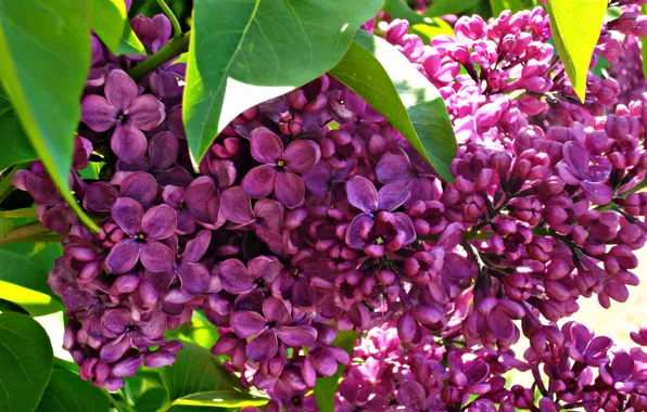 Picture flowers, nature, spring, lilac