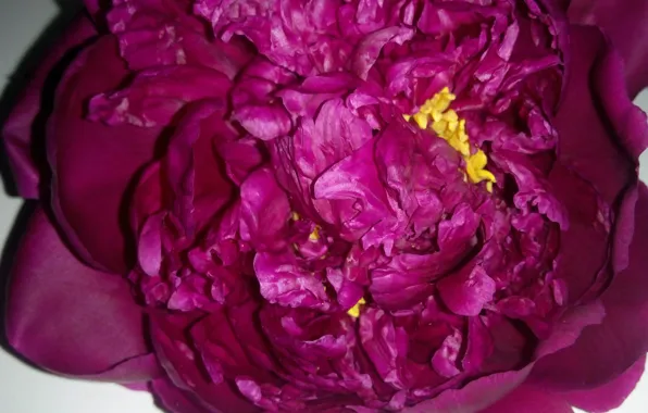 Flowers, Pink, peony