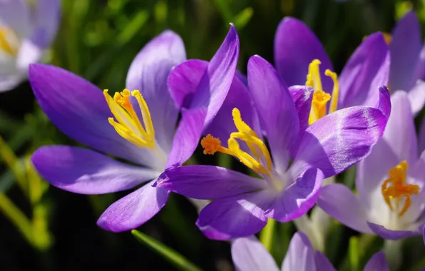 Macro, joy, flowers, nature, beauty, plants, spring, crocuses