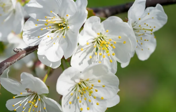Branch, spring, Cherry, flowers