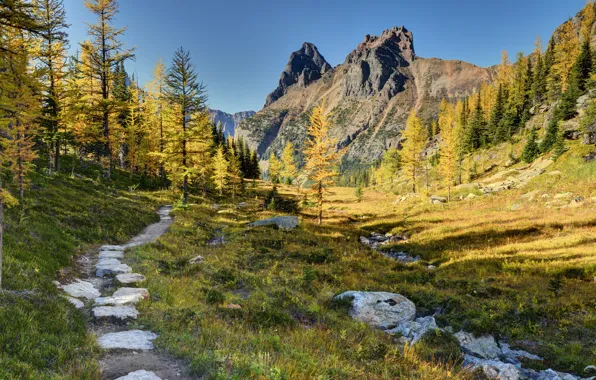 Forest, trees, mountains, Canada, Canada, path, Yoho National Park