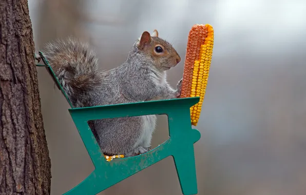 Tree, corn, protein, chair, rodent