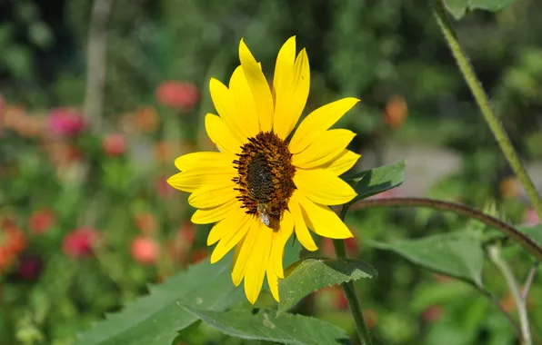 Bee, sunflower, Flower