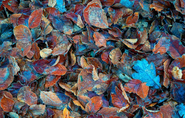 Picture winter, frost, forest, macro, foliage, ice, dry