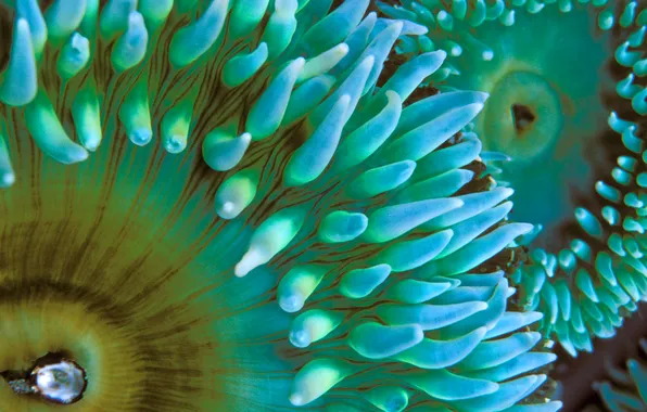 Sea, macro, the ocean, color, polyps, sea anemones, sea anemones