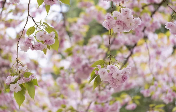 Trees, spring, Sakura, pink, flowering