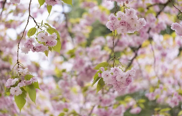 Picture tree, pink, spring, Sakura, flowering