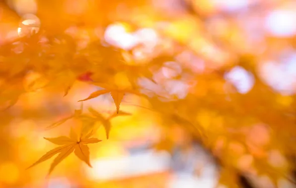 Picture autumn, leaves, branches, maple