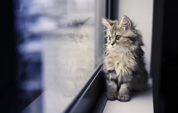 Picture reflection, kitty, window, sill, looks, Daisy, Ben Torode, Benjamin Torode