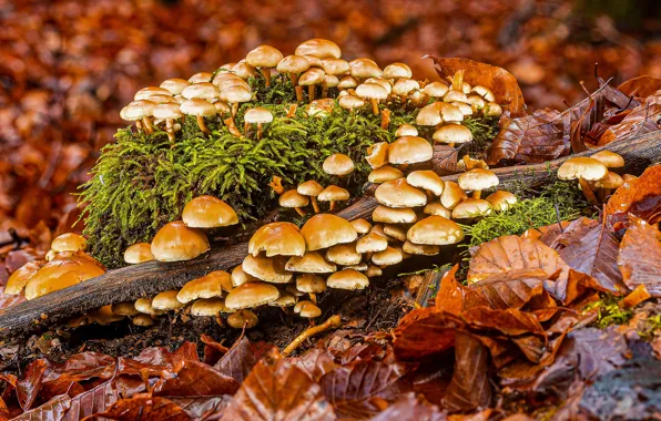 Autumn, forest, foliage, mushrooms, moss, log, a lot, family