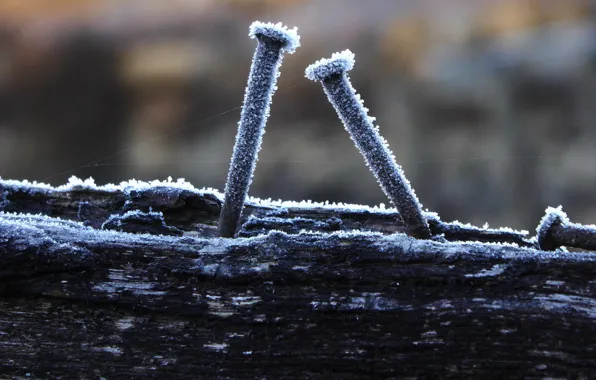 Picture frost, trees, nails