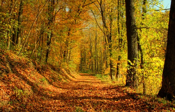 Picture autumn, forest, leaves, trees