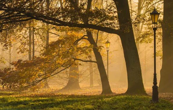 Autumn, forest, trees, branches, fog, Park, branch, trunks