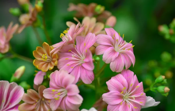 Macro, petals, Leviziya
