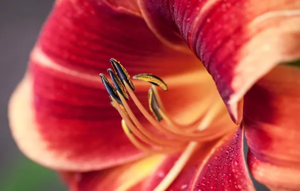 Picture macro, Lily, petals, stamens