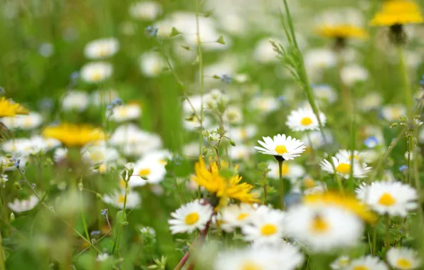 Grass, macro, flowers, dandelion, chamomile, blur, meadow