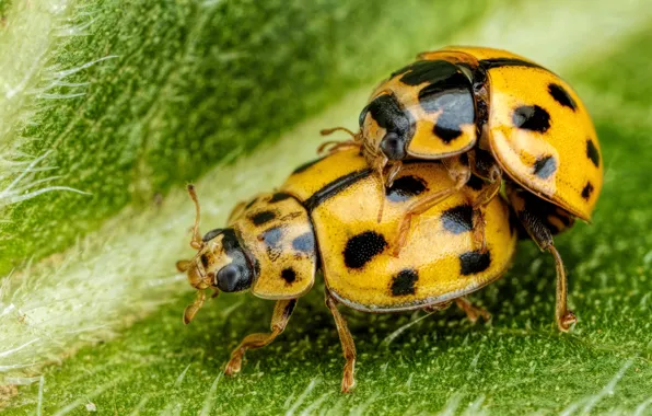 Macro, two, leaf, ladybug, yellow, bugs, a couple, green background