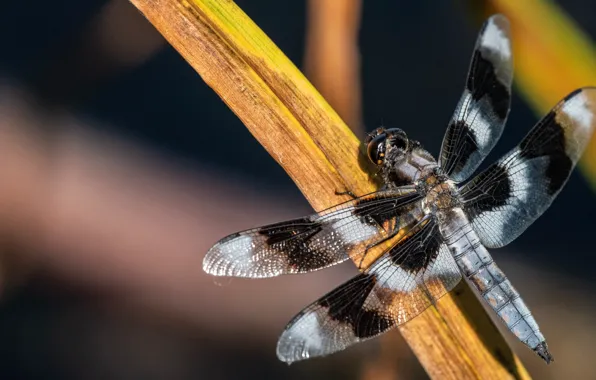 Macro, dragonfly, stem, insect, striped