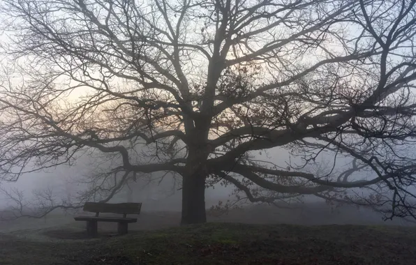 Night, fog, Park, bench