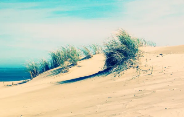 Picture sand, sea, beach, grass