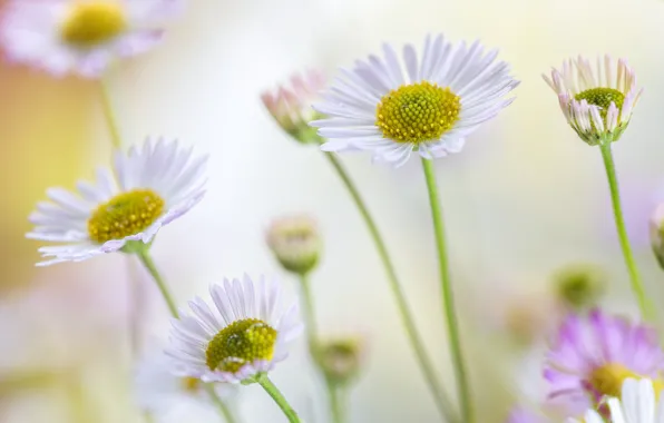 Picture Daisy, bokeh, chamomile, summer