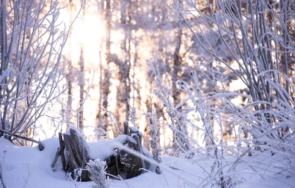 Picture winter, forest, snow, trees, nature, beauty, Tomorrow dorffer