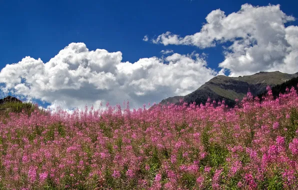 Field, summer, the sky, clouds, flowers, mountains, blue, rocks