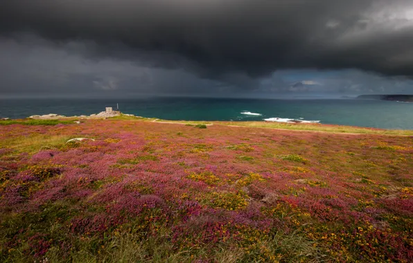 Sea, field, flowers, clouds, shore, pink, storm, gloomy sky