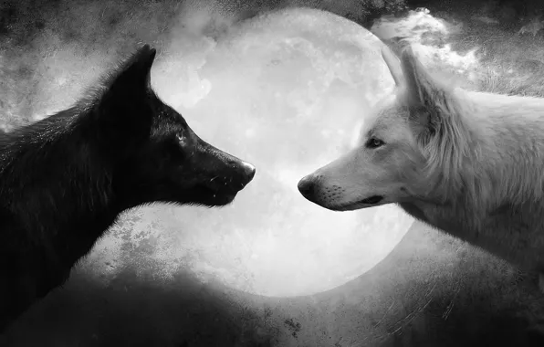 Picture white, the moon, black, wolf