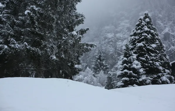 Winter, Trees, Snow, Frost, Winter, Frost, Snow, Trees