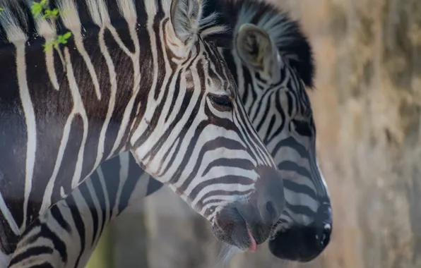 Pair, Zebra, striped