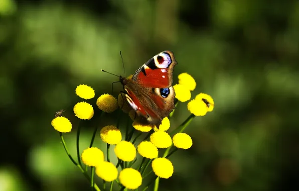 Picture flower, macro, yellow, nature, butterfly, plant