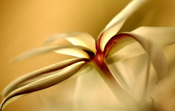Macro, flowers, petals