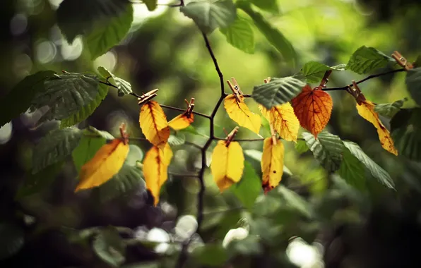 Forest, leaves, trees, branches, clothespins