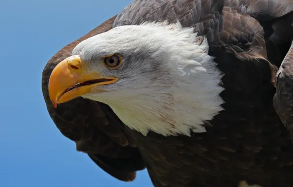 Bird, predator, head, feathers, beak, Bald eagle